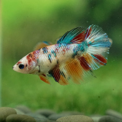 Multicolor/ Galaxy Koi Halfmoon - Female- 13 Weeks Old