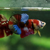 Multicolor/Galaxy Koi Plakat -16 weeks Old