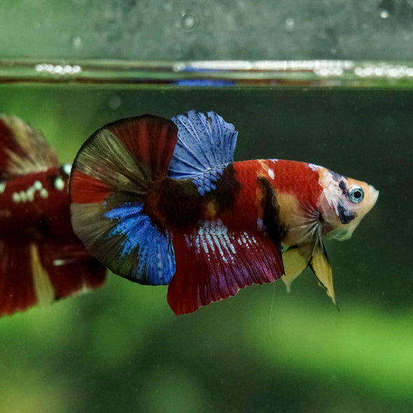Multicolor/Galaxy Koi Plakat -16 weeks Old