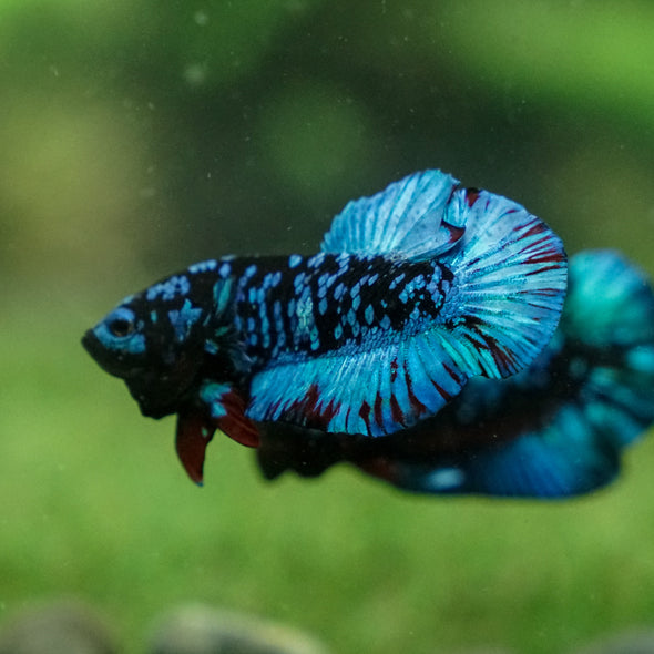 Black Koi Galaxy Plakat (Avatar) -13 weeks Old