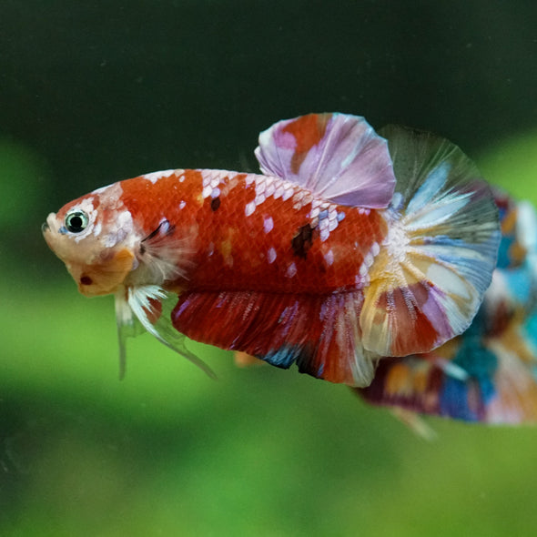 Multicolor/Galaxy Koi Plakat -15 weeks Old