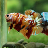 Multicolor/Galaxy Koi Plakat -16 weeks Old
