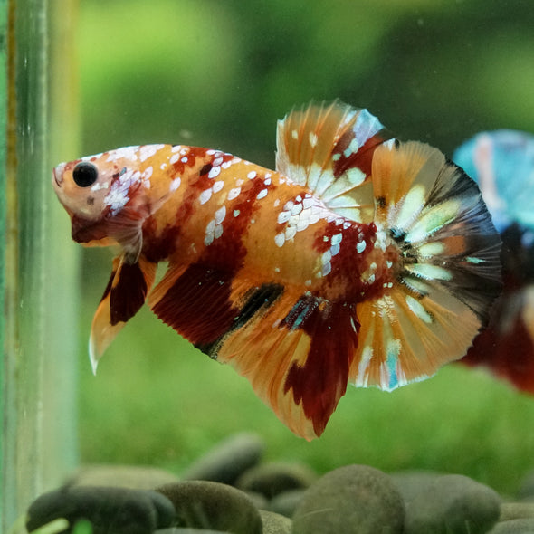 Multicolor/Galaxy Koi Plakat -16 weeks Old
