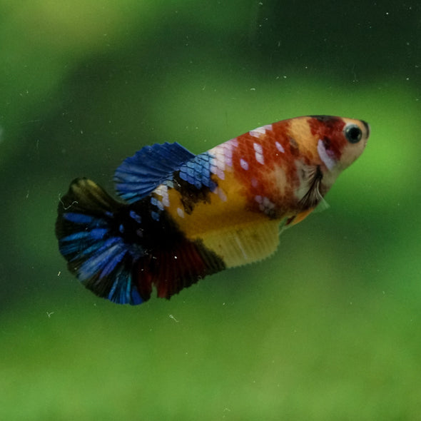 Multicolor/ Galaxy Koi Plakat- Female- 13 Weeks Old