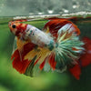 Galaxy/Candy Koi Halfmoon - 14 weeks old