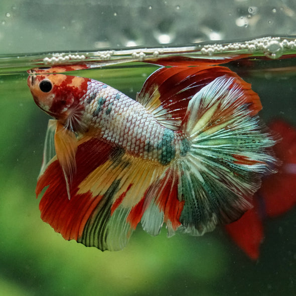 Galaxy/Candy Koi Halfmoon - 14 weeks old