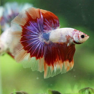 Galaxy/Candy Koi Halfmoon - 14 weeks old