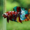 Multicolor/Galaxy Koi Plakat -16 weeks Old