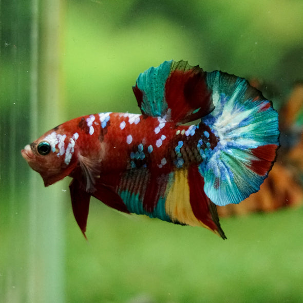 Multicolor/Galaxy Koi Plakat -16 weeks Old
