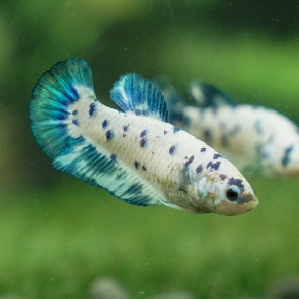 Blue/Green Dalmatian Plakat- Female