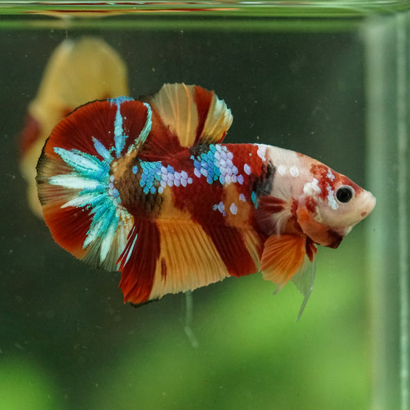 Multicolor/Galaxy Koi Plakat -16 weeks Old