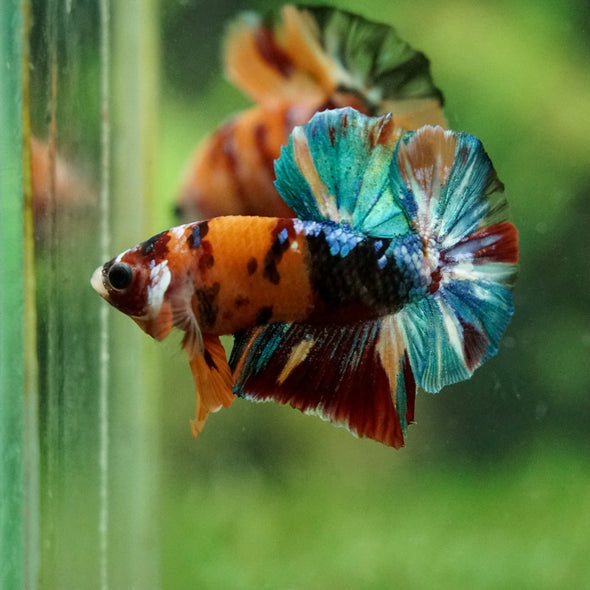 Multicolor/Galaxy Koi Plakat -16 weeks Old
