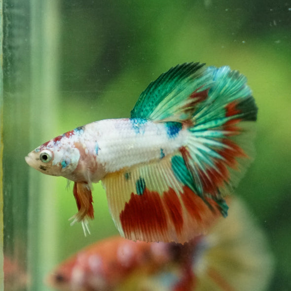 Galaxy Koi Halfmoon - 10 weeks old