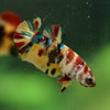 Multicolor/ Galaxy Koi Plakat- Female- 13 Weeks Old