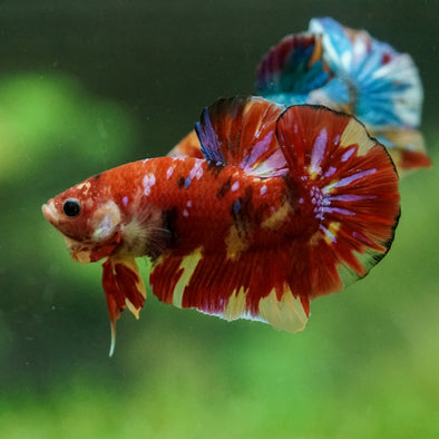 Multicolor/Galaxy Koi Plakat -15 weeks Old