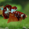 Multicolor/Galaxy Koi Plakat -16 weeks Old