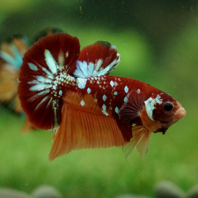 Multicolor/Galaxy Koi Plakat -16 weeks Old