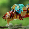 Multicolor/Galaxy Koi Plakat -16 weeks Old