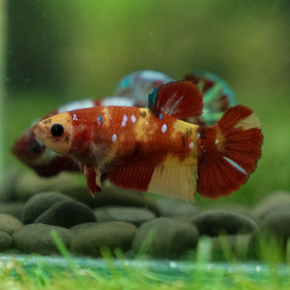 Multicolor/ Galaxy Koi Plakat - Female- 13 Weeks Old