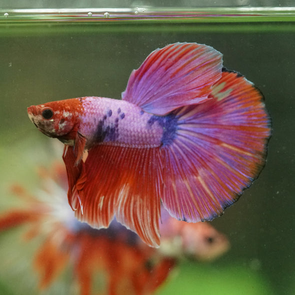 Galaxy/Candy Koi Halfmoon - 14 weeks old