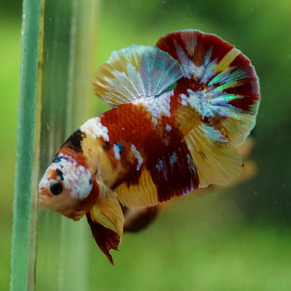 Multicolor/Galaxy Koi Plakat -16 weeks Old