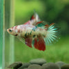 Multicolor/ Galaxy Koi Halfmoon - Female- 13 Weeks Old