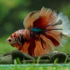 Galaxy/Candy Koi Halfmoon - 14 weeks old