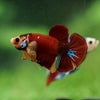 Multicolor/Galaxy Koi Plakat -16 weeks Old