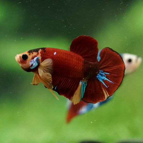Multicolor/Galaxy Koi Plakat -16 weeks Old