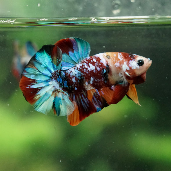 Multicolor/Galaxy Koi Plakat -16 weeks Old
