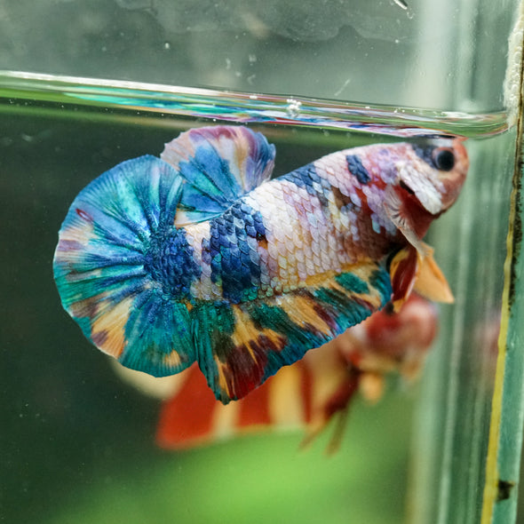 Multicolor/Galaxy Koi Plakat -16 weeks Old