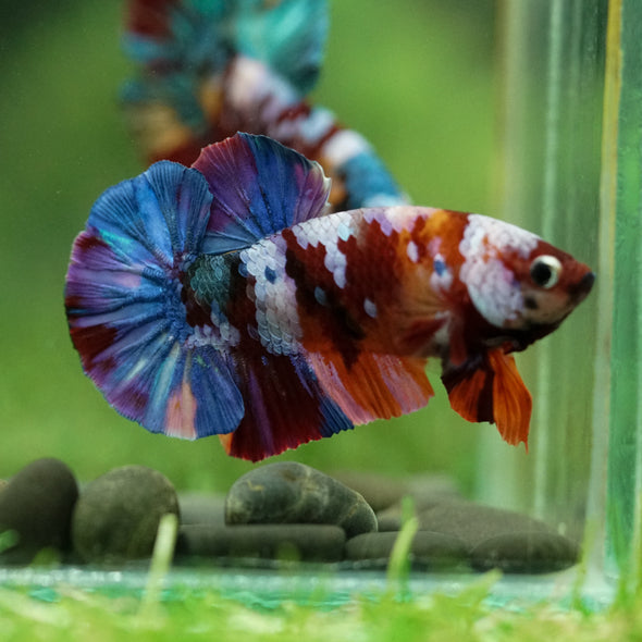 Multicolor/Galaxy Koi Plakat -16 weeks Old