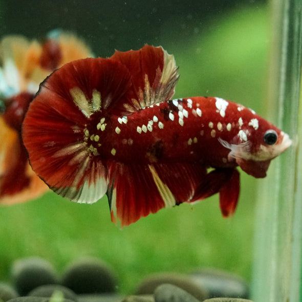 Multicolor/Galaxy Koi Plakat -16 weeks Old