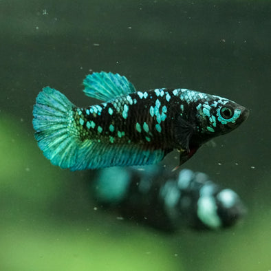 Black Galaxy Koi Plakat (Avatar) - Female- 13 Weeks Old