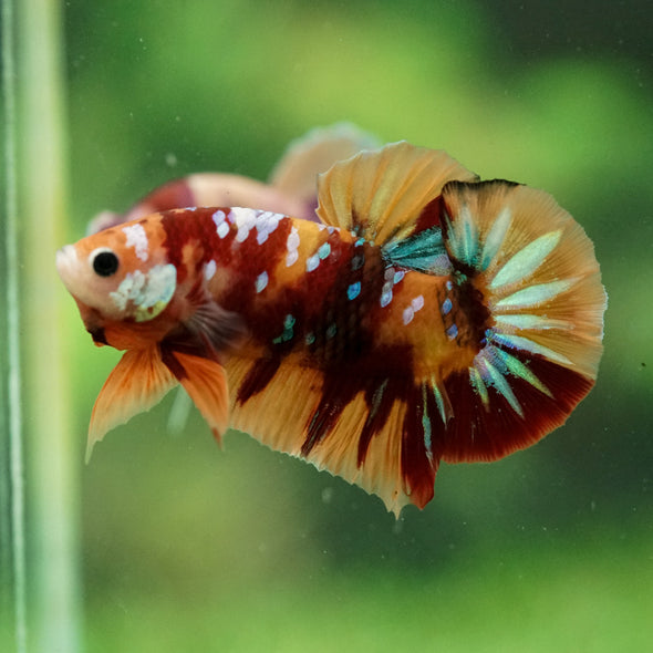 Multicolor/Galaxy Koi Plakat -14 weeks Old