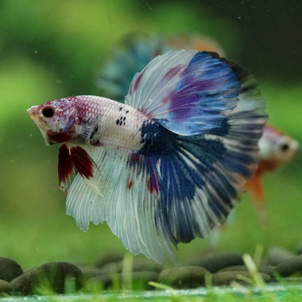 Galaxy/Candy Koi Halfmoon - 14 weeks old