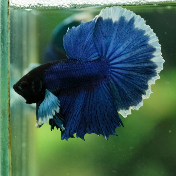 Dumbo Halfmoon - 12 weeks old