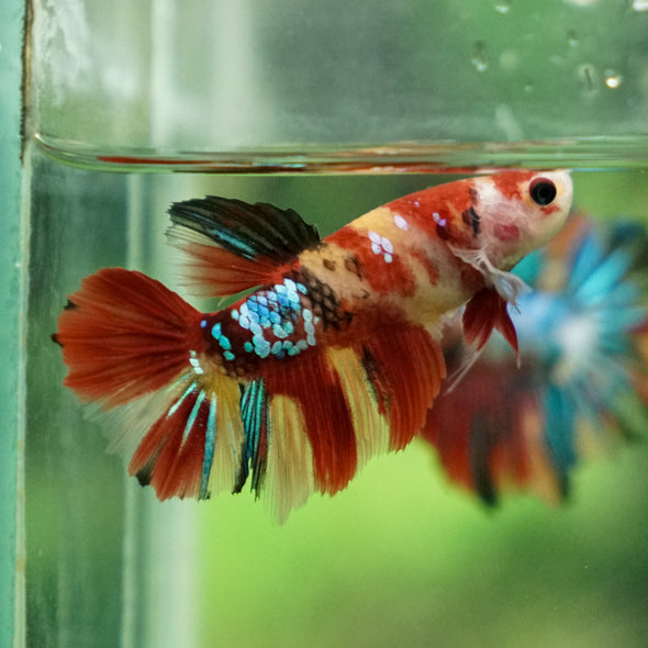 Multicolor/ Galaxy Koi Halfmoon- Female- 13 Weeks Old