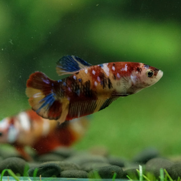 Multicolor/ Galaxy Koi Plakat- Female- 13 Weeks Old