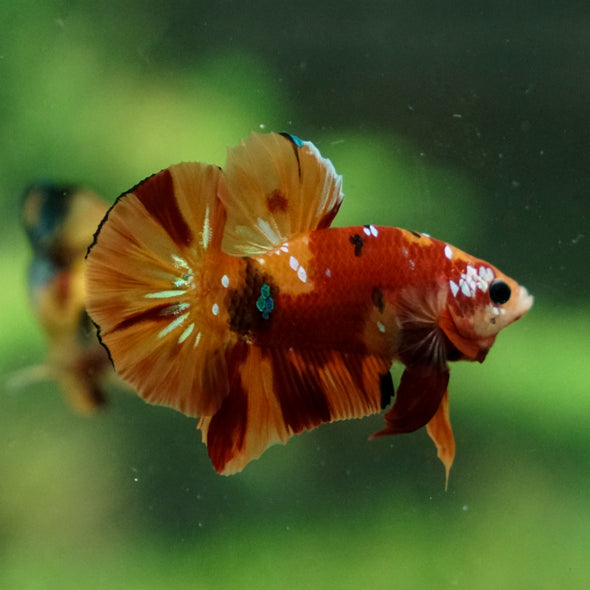 Multicolor/Galaxy Koi Plakat -13 weeks Old