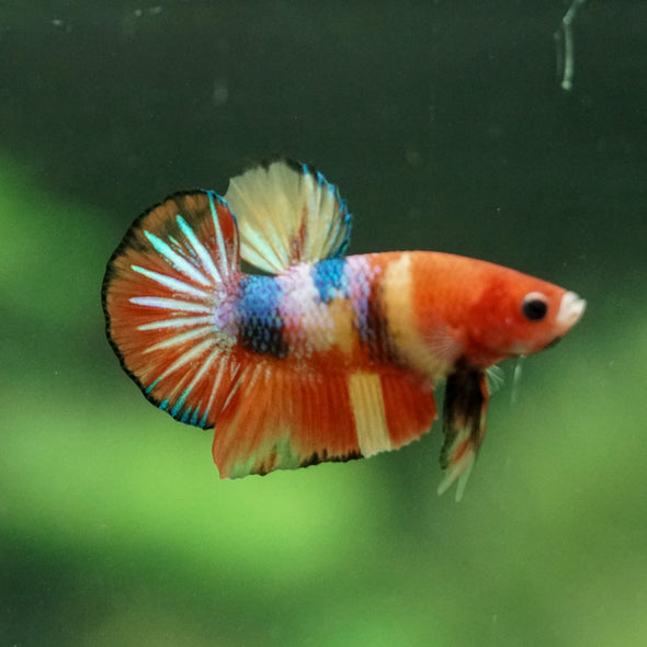 Multicolor/Galaxy Koi Plakat -10 weeks Old