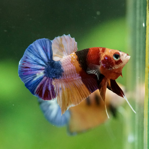 Multicolor/Galaxy Koi Plakat -11 weeks Old