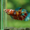 Multicolor/ Galaxy Koi Plakat- Female- 13 Weeks Old