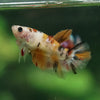 Multicolor/ Galaxy Koi Halfmoon- Female- 13 Weeks Old