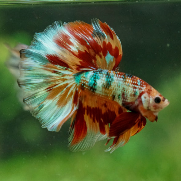 Galaxy/Candy Koi Halfmoon - 13 weeks old