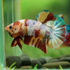 Multicolor/Galaxy Koi Plakat -16 weeks Old