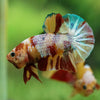 Multicolor/Galaxy Koi Plakat -16 weeks Old