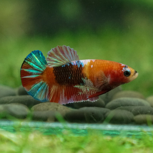 Multicolor/ Galaxy Koi Plakat - Female- 13 Weeks Old