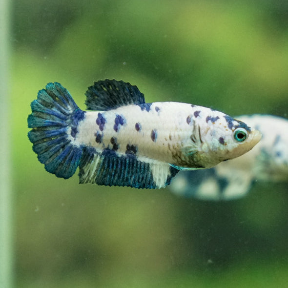 Blue/Green Dalmatian Plakat- Female