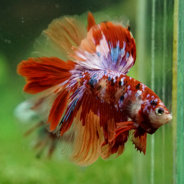 Galaxy/Candy Koi Halfmoon - 14 weeks old